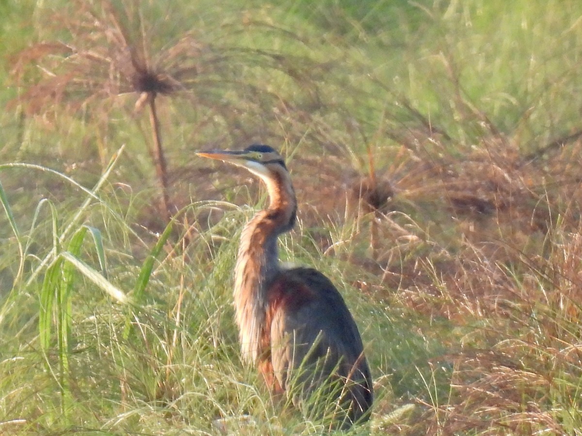 Purple Heron - ML638258883