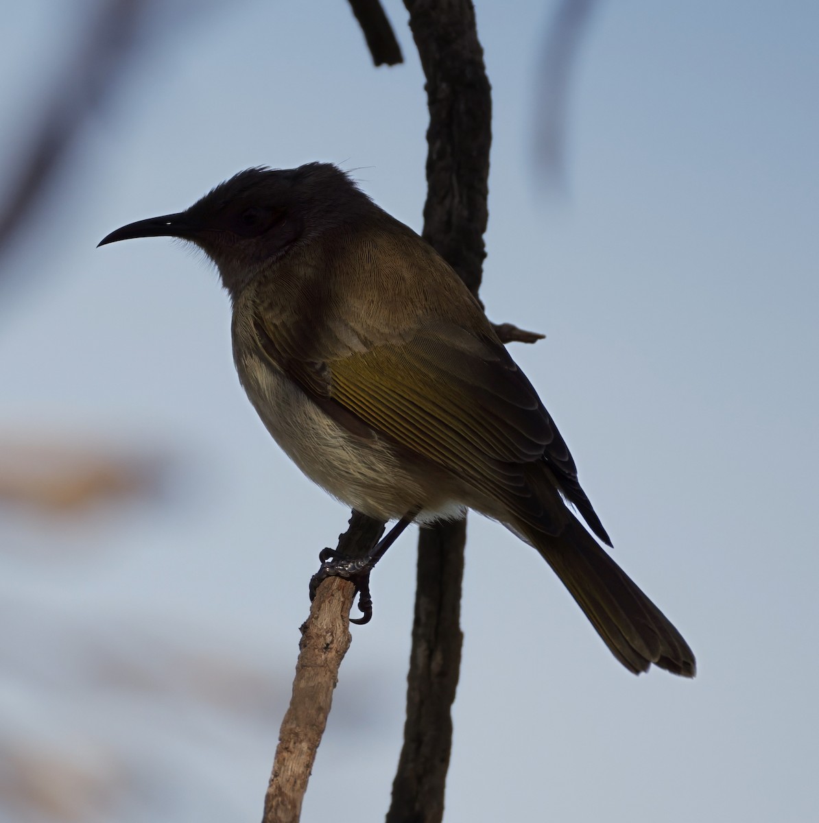 Brown Honeyeater - ML638258888