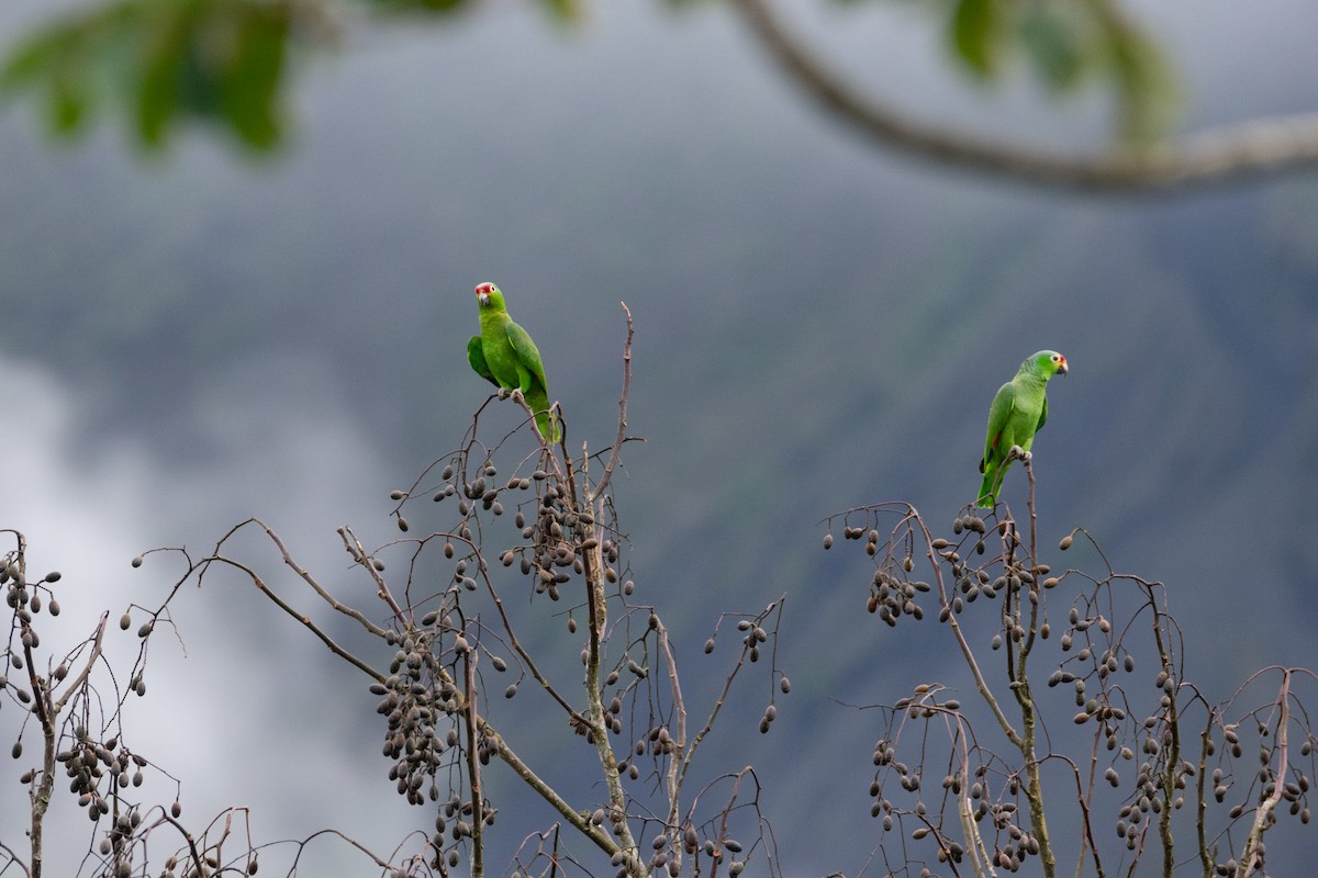 Red-lored Amazon - ML638258892