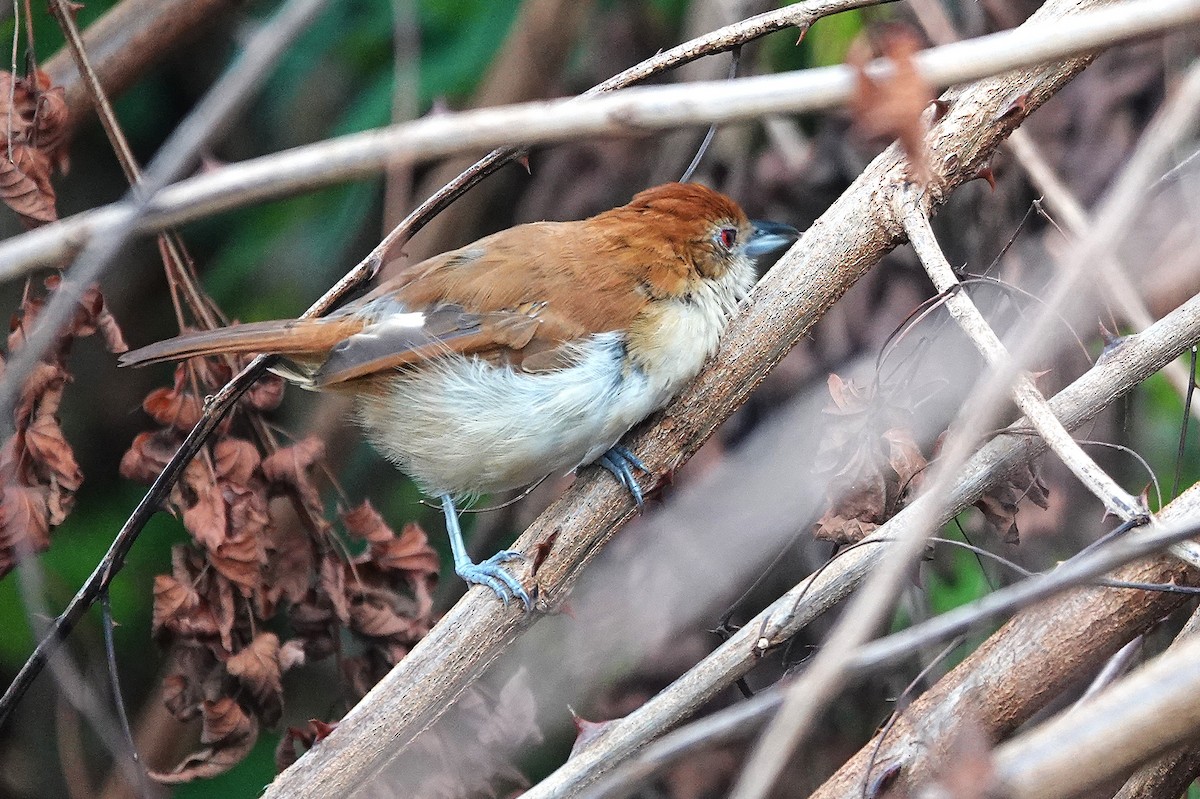 Great Antshrike - ML638258931