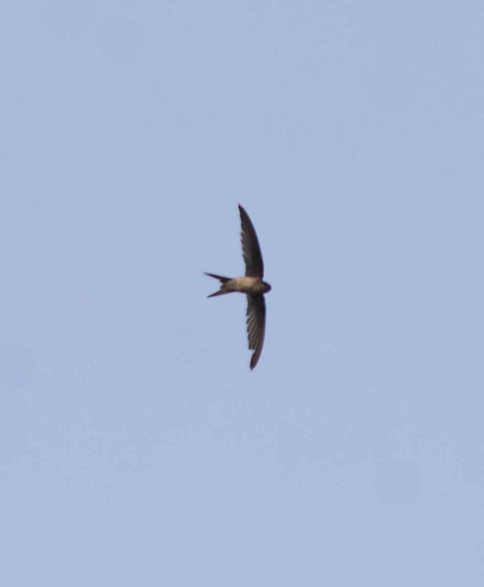 Asian Palm Swift - ML638258943