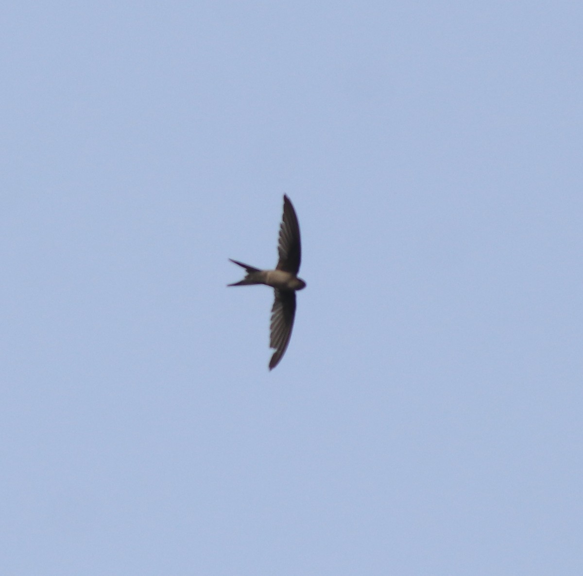 Asian Palm Swift - ML638258944