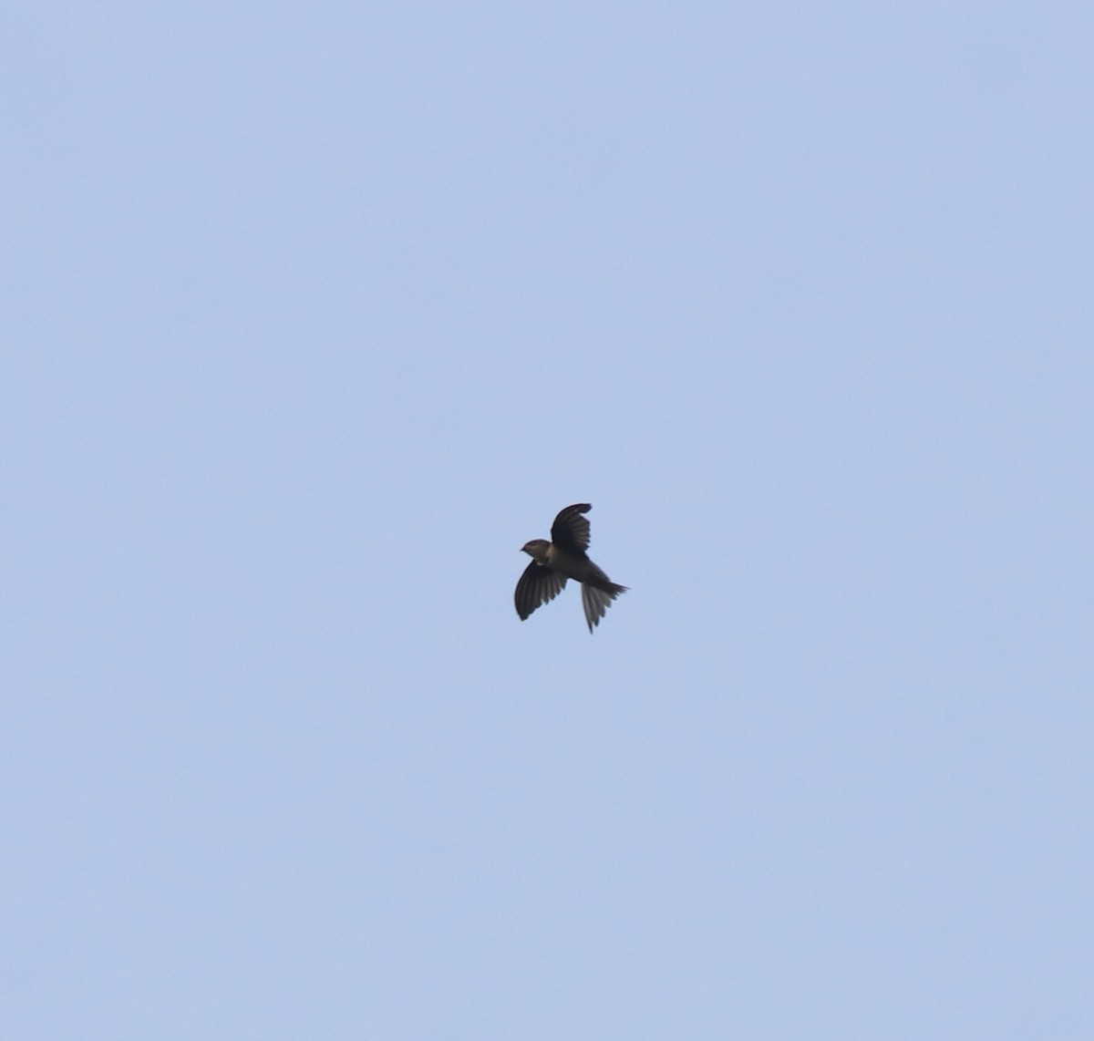 Asian Palm Swift - ML638258945