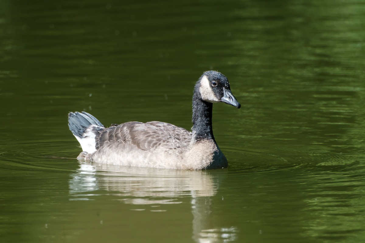 Barnacla Canadiense Grande - ML638258954