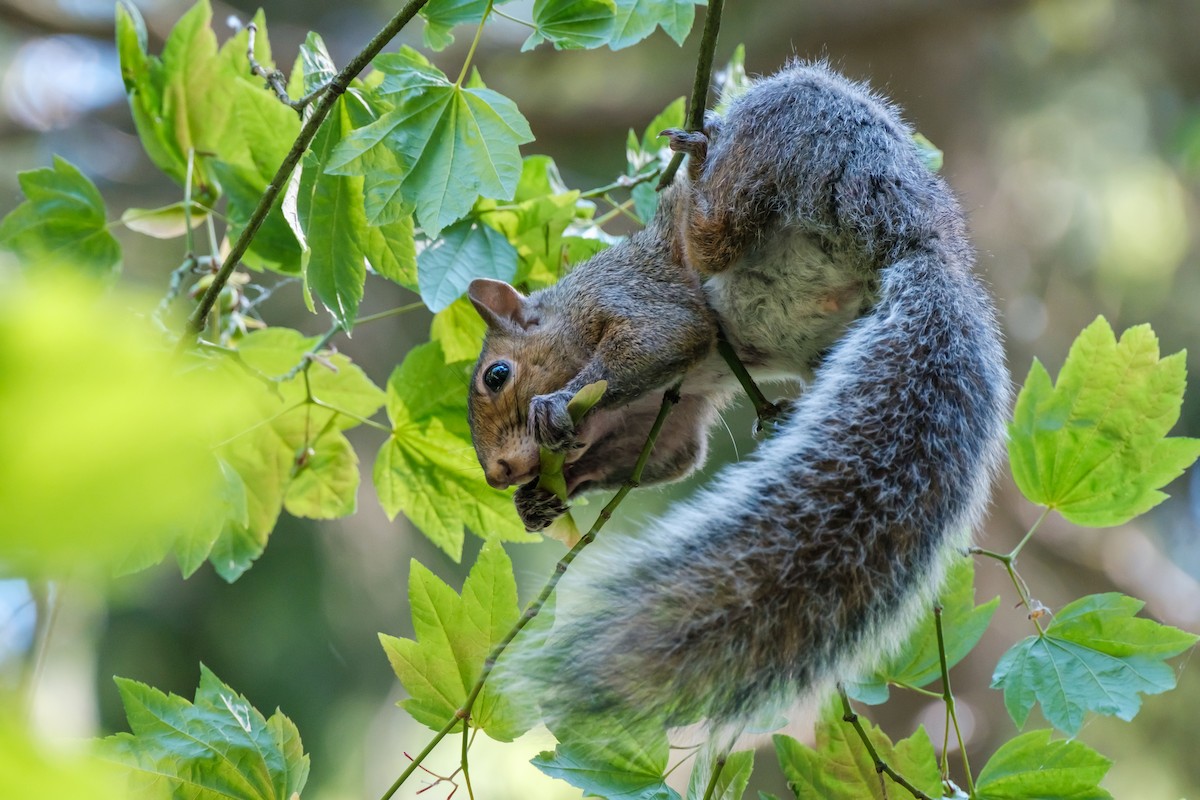 Ardilla gris de las Carolinas - ML638258963