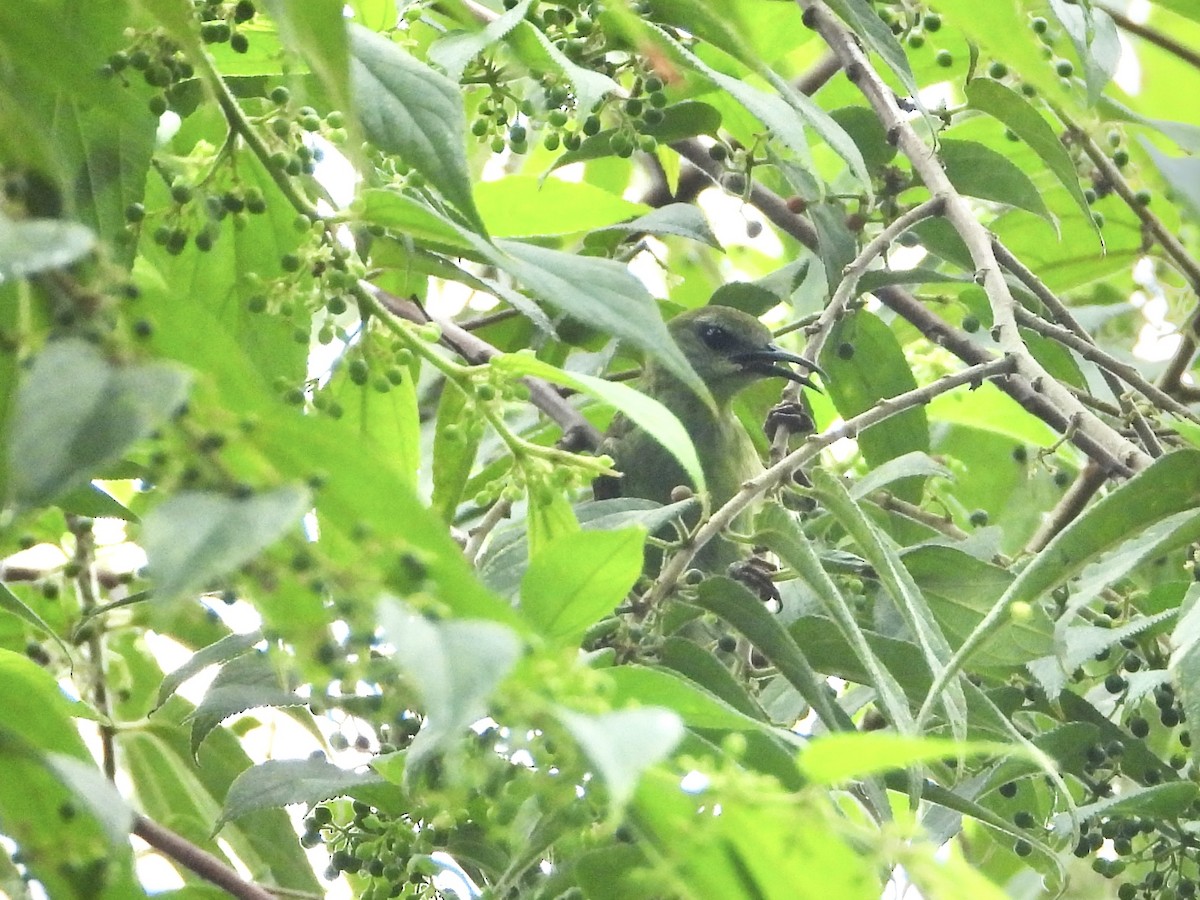 Red-legged Honeycreeper - ML638258976