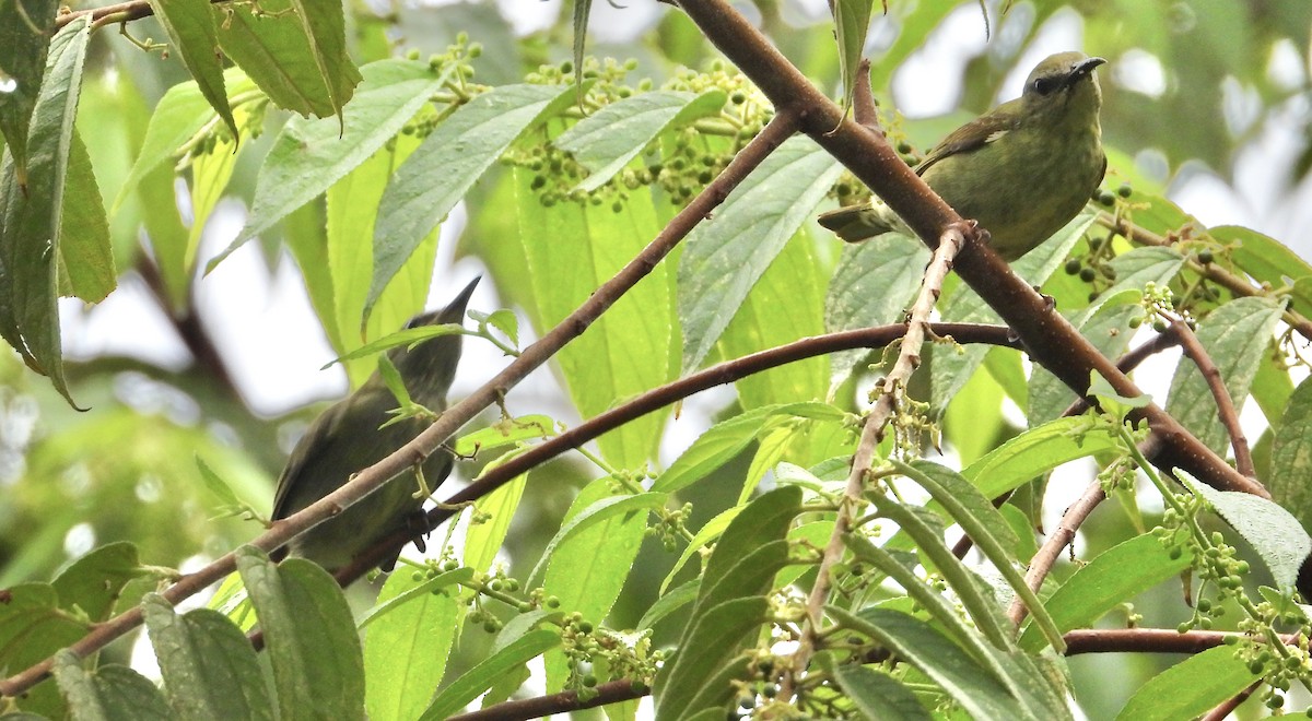 Red-legged Honeycreeper - ML638258977