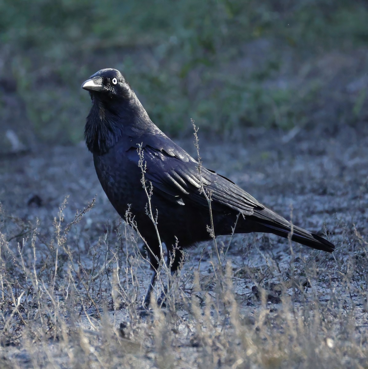 Australian Raven - ML638258979
