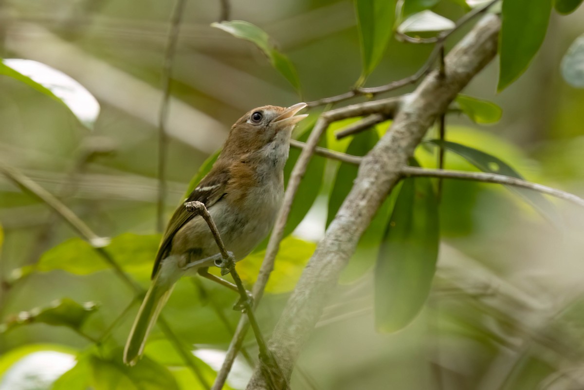 Cozumel Vireo - ML638258982