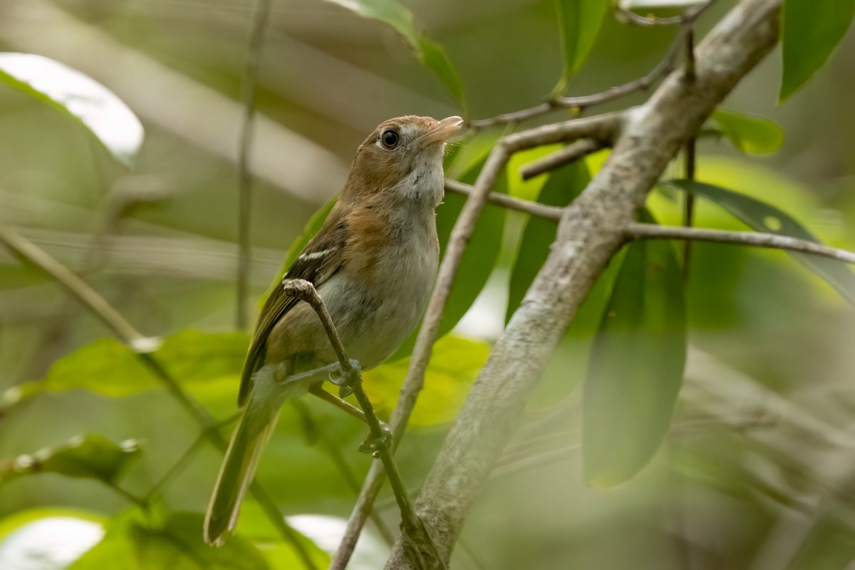 Cozumel Vireo - ML638258983