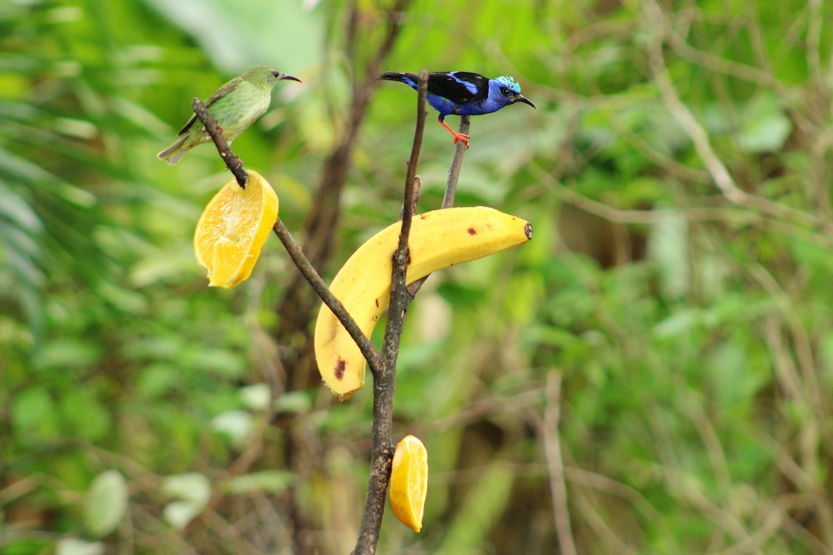 Red-legged Honeycreeper - ML638258984