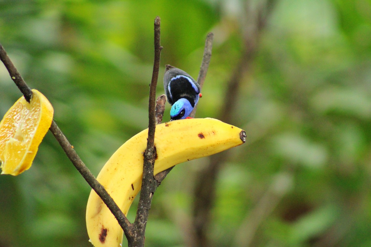 Red-legged Honeycreeper - ML638258988
