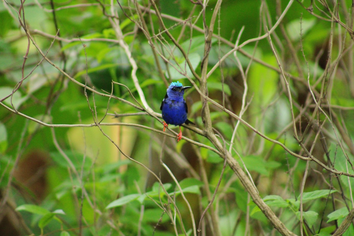 Red-legged Honeycreeper - ML638258990