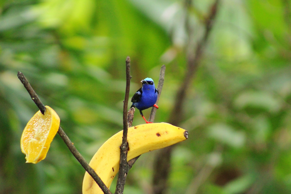 Red-legged Honeycreeper - ML638258991