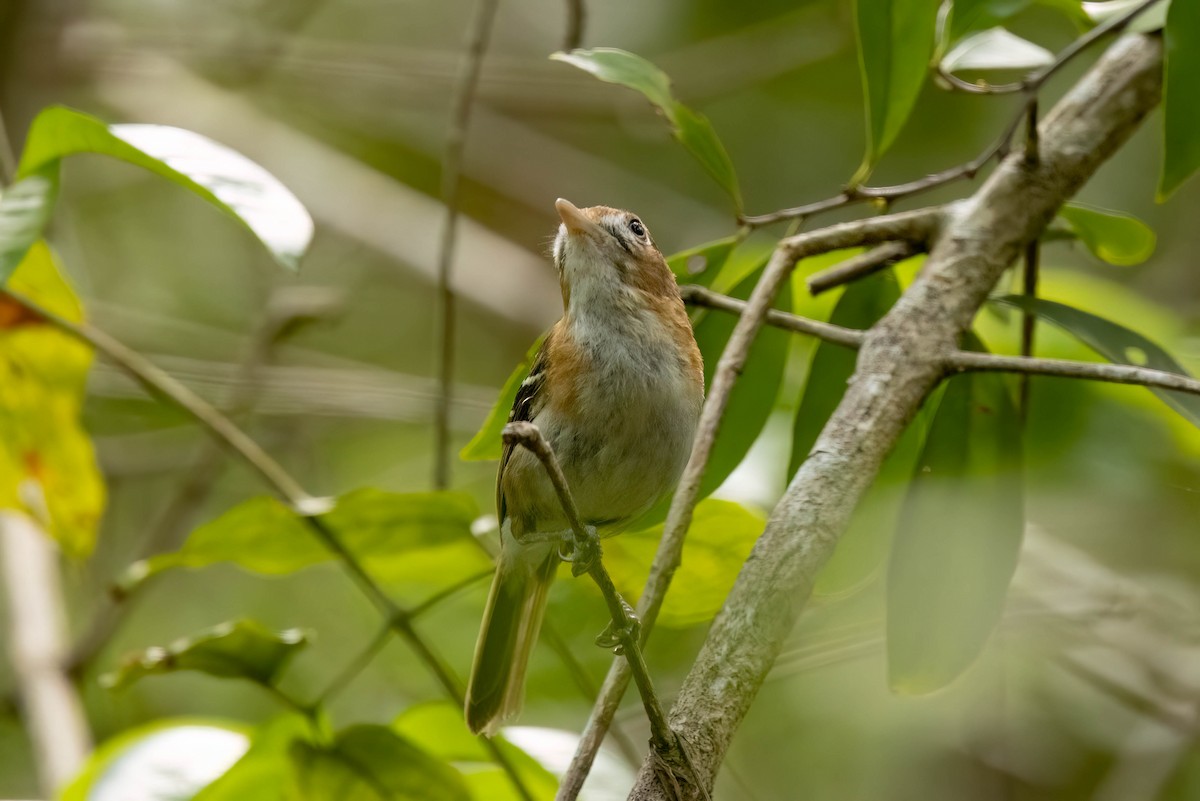 Cozumel Vireo - ML638258994