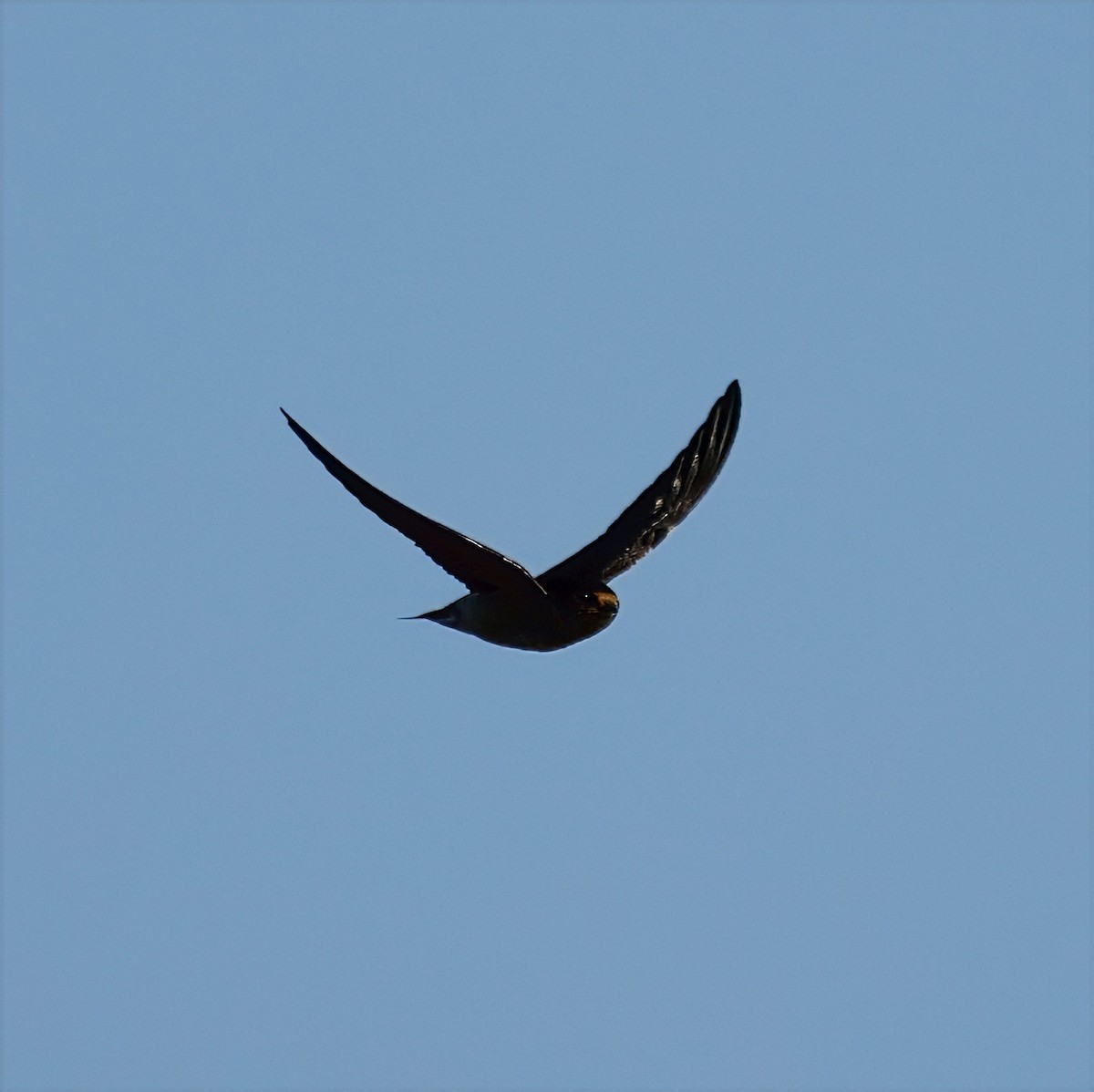 Welcome Swallow - ML638258995