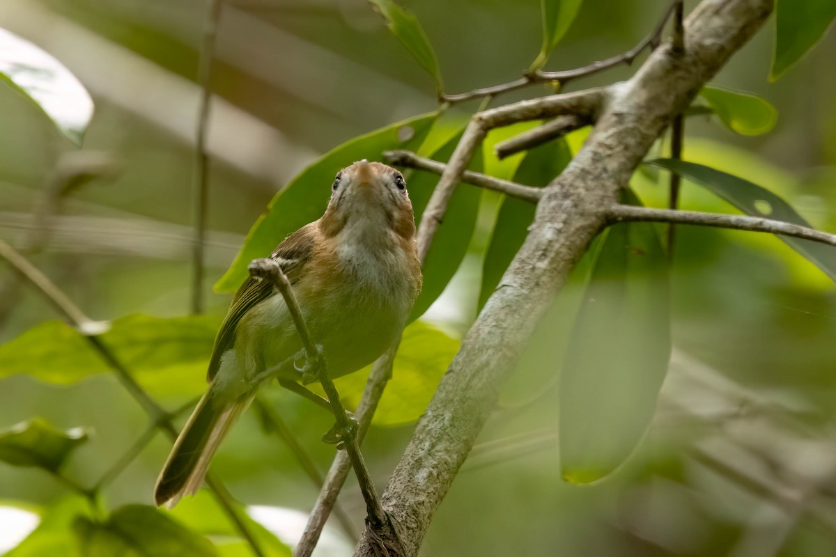 Cozumel Vireo - ML638258997