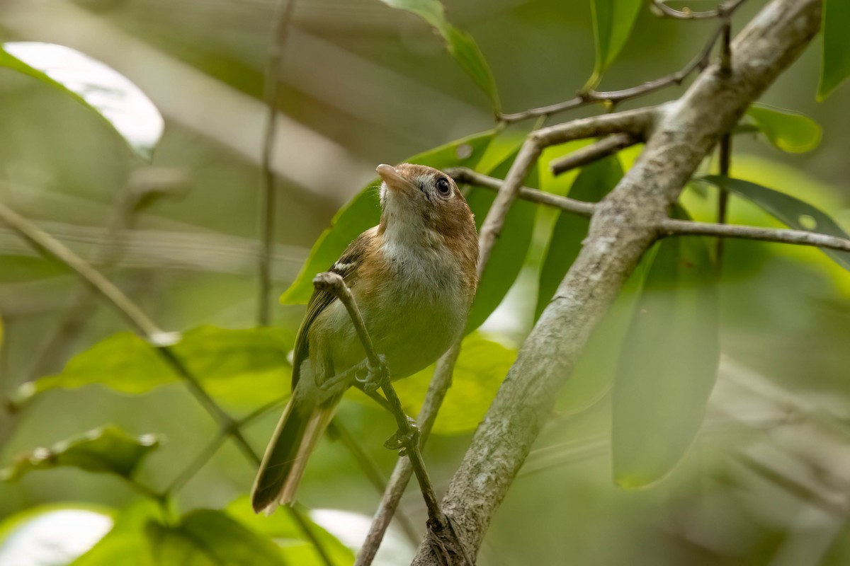 Cozumel Vireo - ML638259001