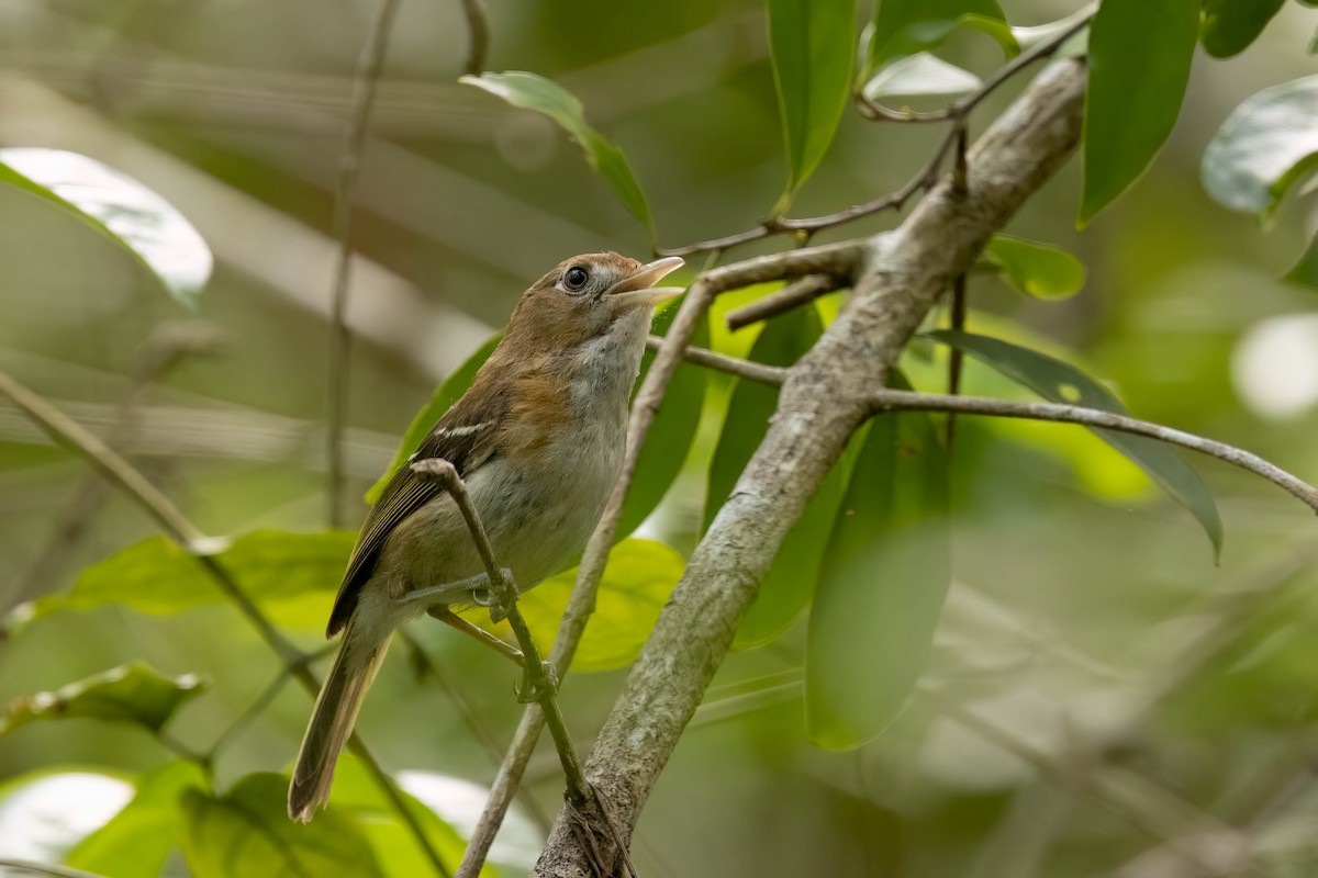 Cozumel Vireo - ML638259008