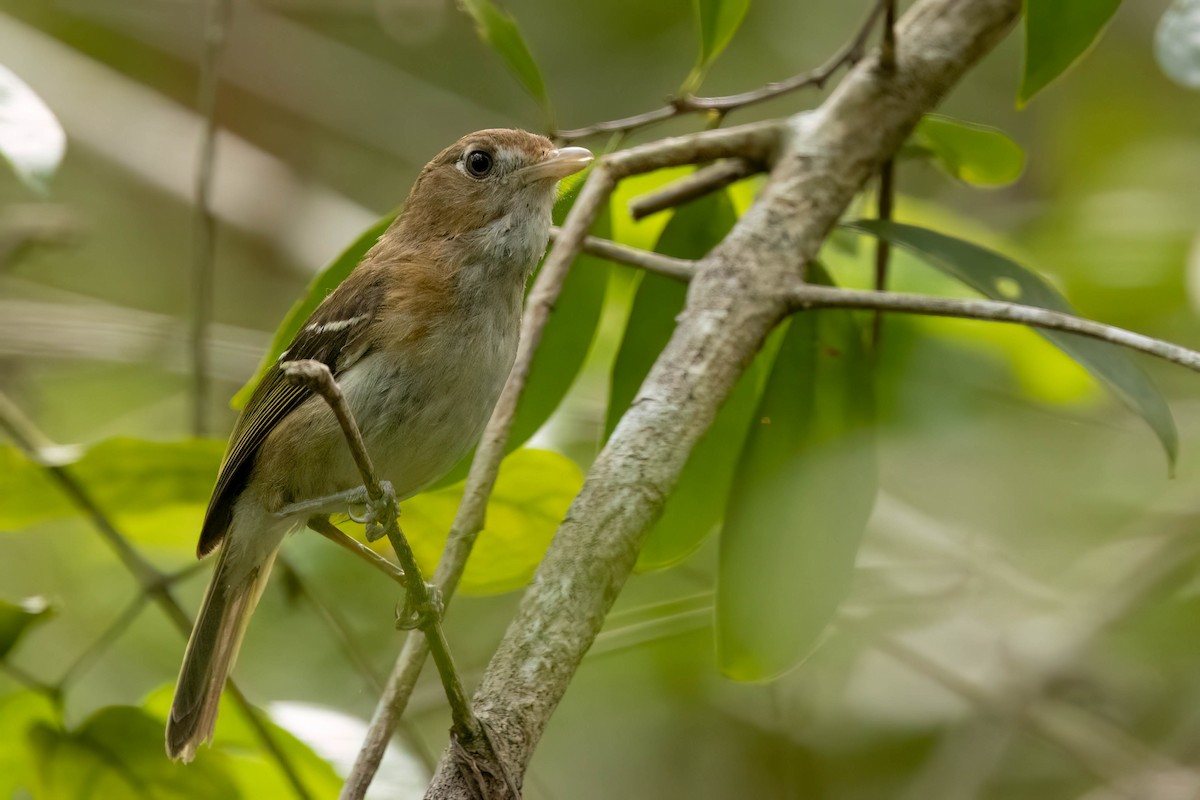 Cozumel Vireo - ML638259009