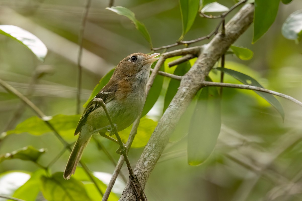 Cozumel Vireo - ML638259010