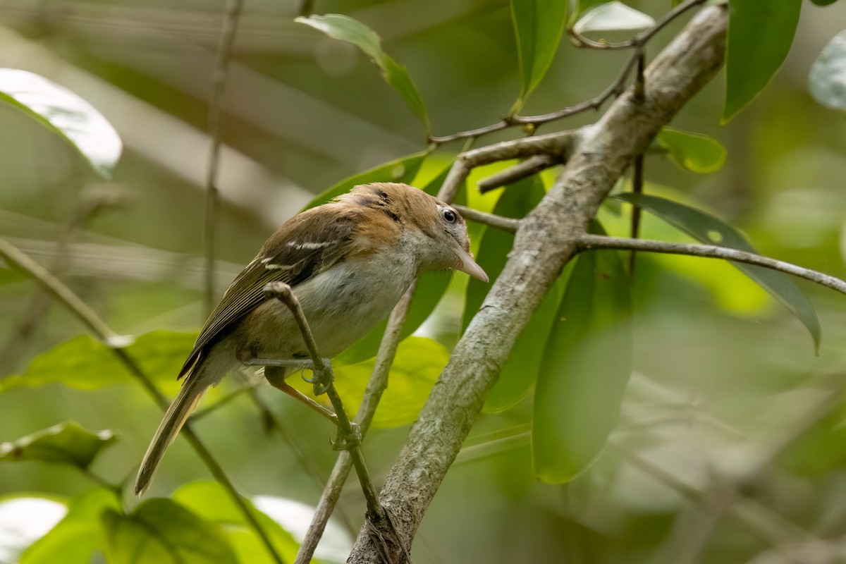 Cozumel Vireo - ML638259011