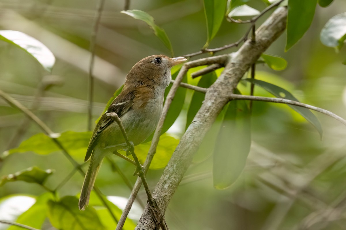 Cozumel Vireo - ML638259012