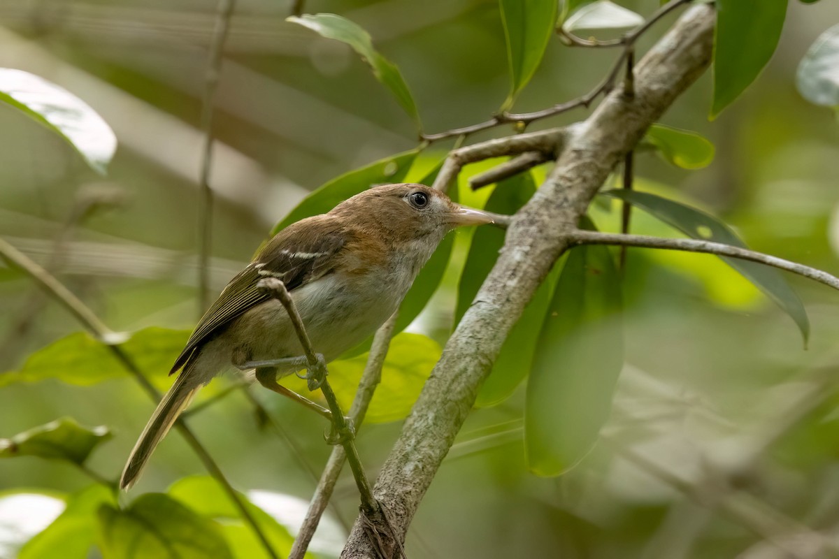 Cozumel Vireo - ML638259013