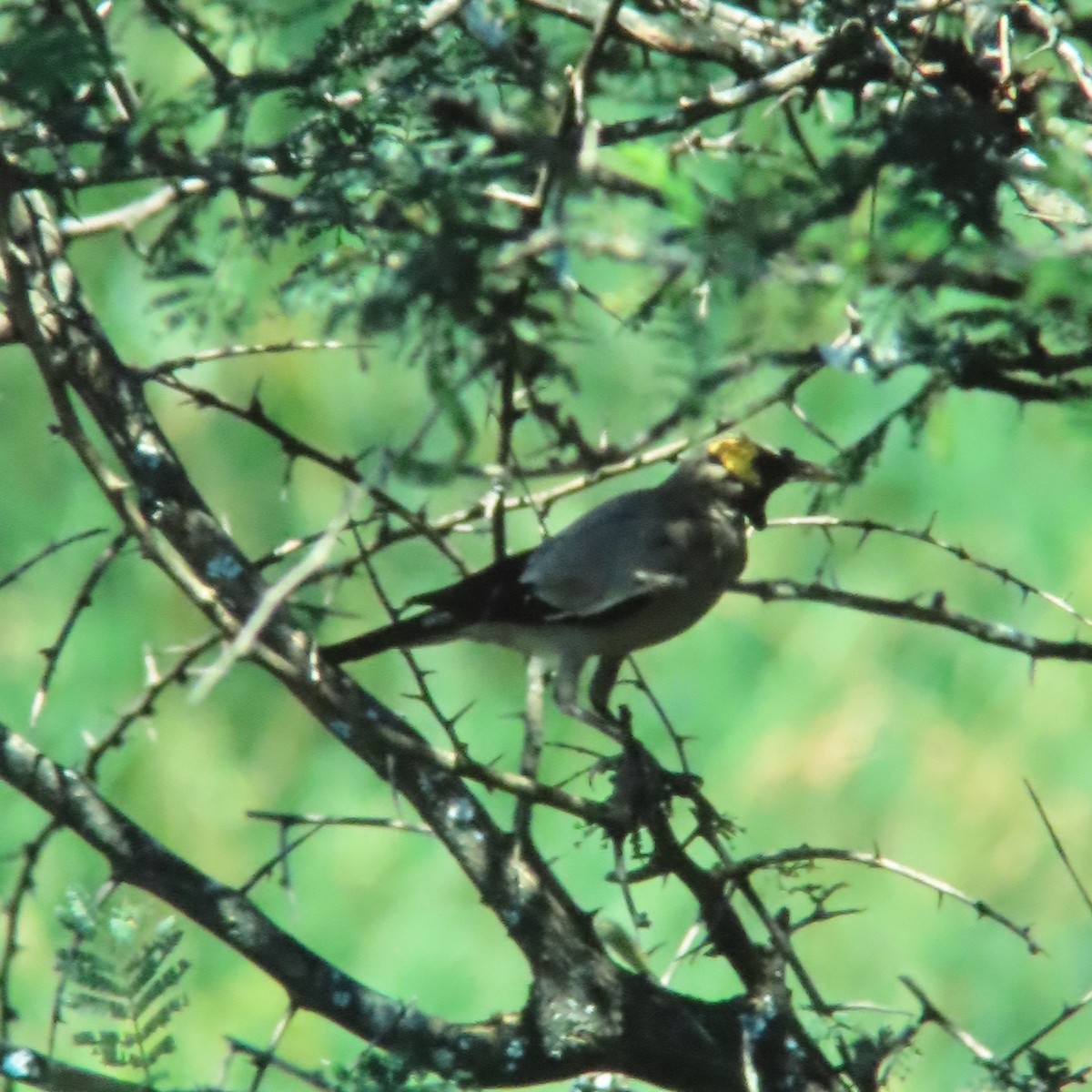 Wattled Starling - ML638259060