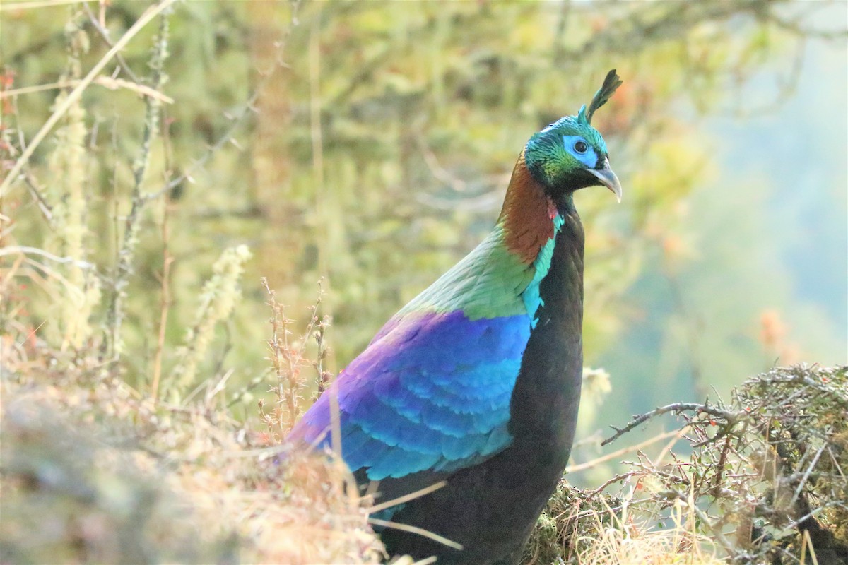 Himalayan Monal - ML638259075