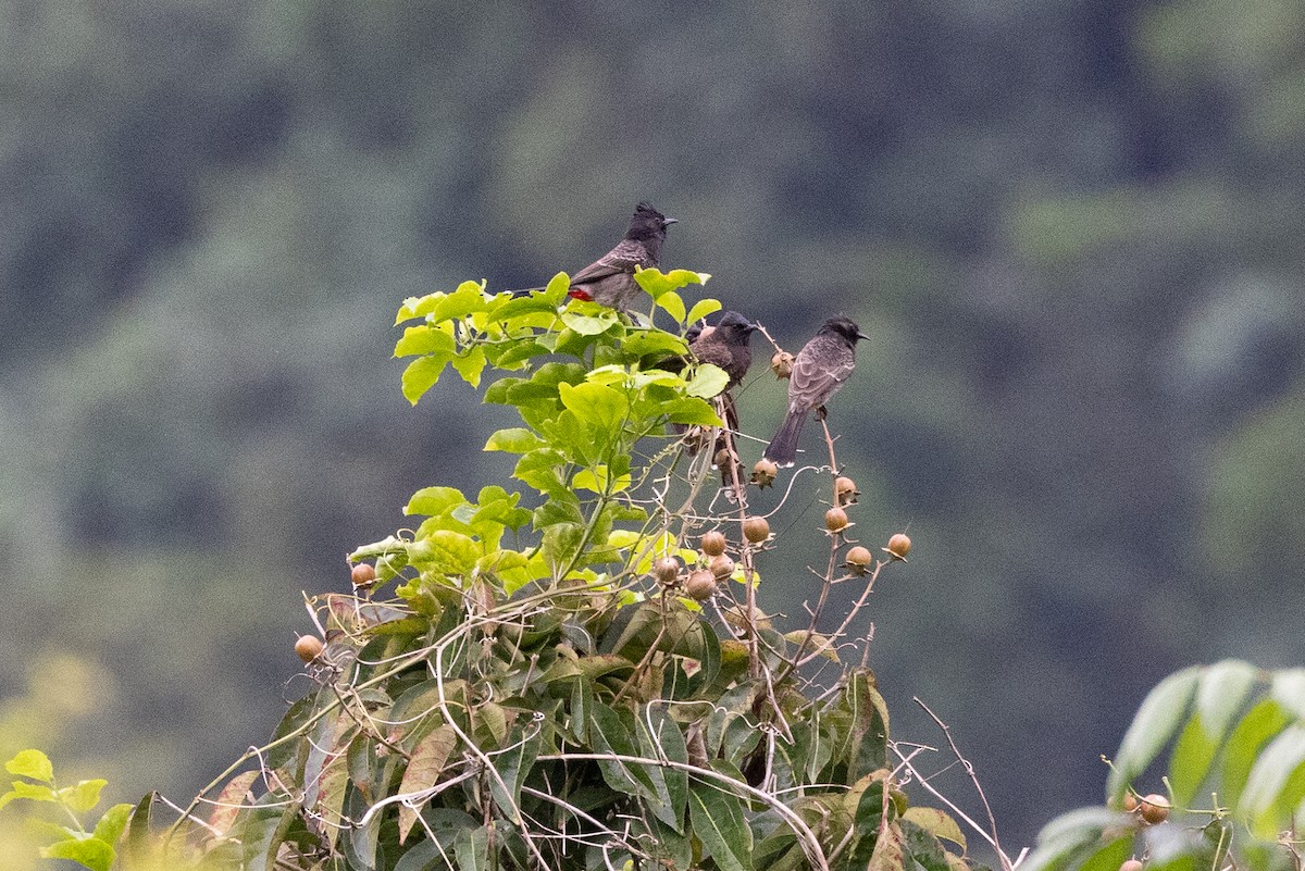 Red-vented Bulbul - ML638259084