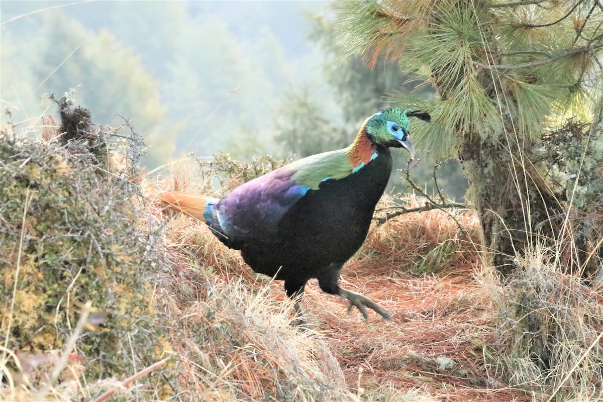 Himalayan Monal - ML638259089