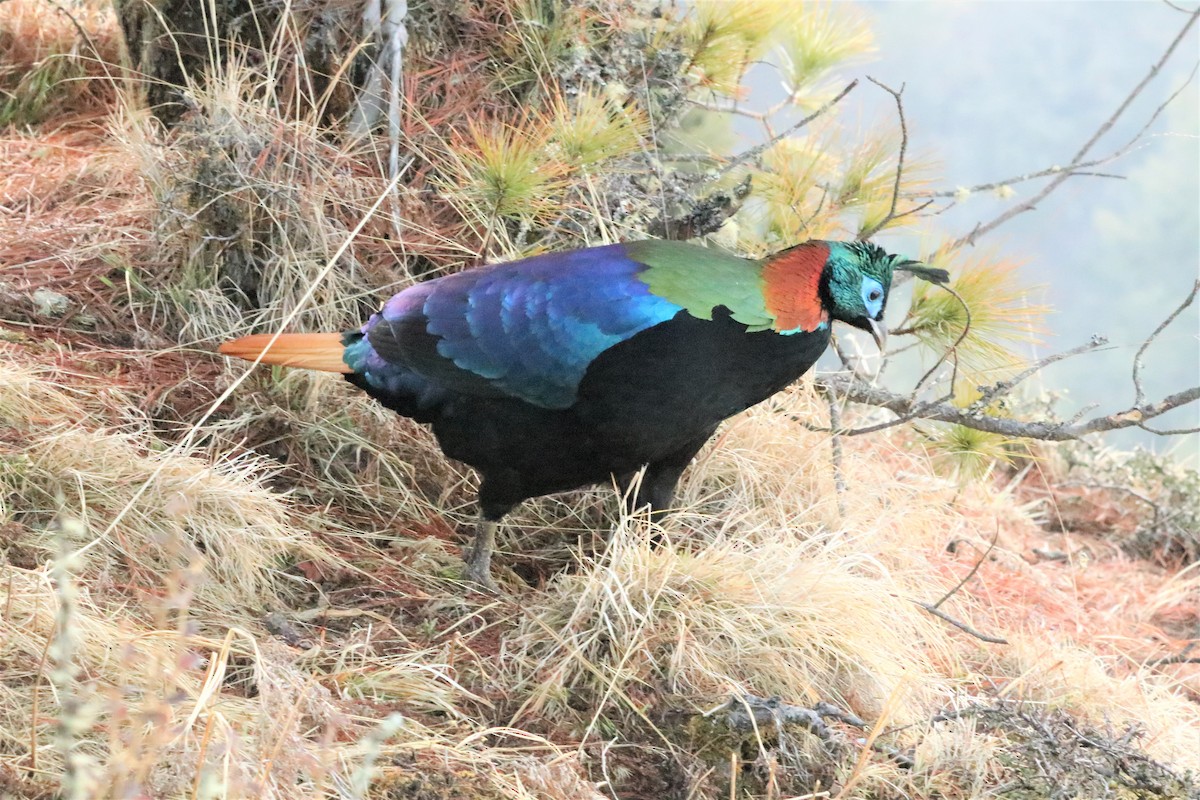 Himalayan Monal - ML638259106