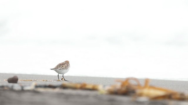Red-necked Stint - ML638259111