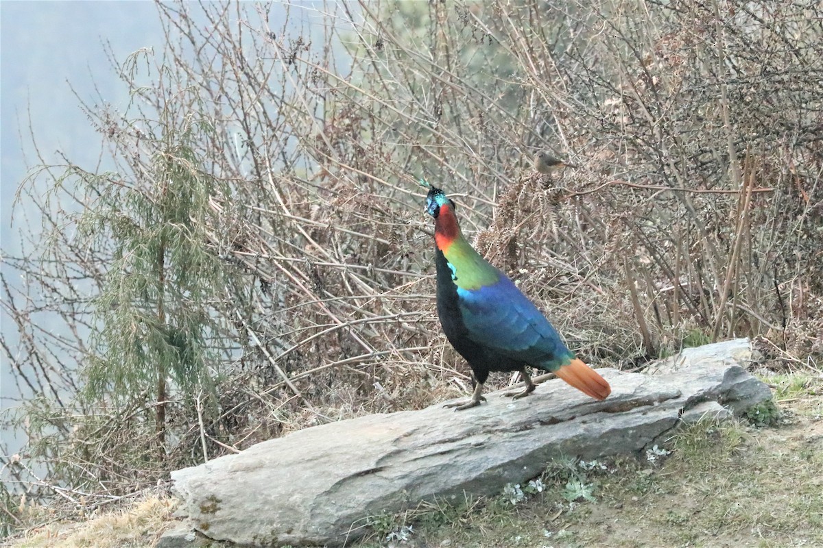 Himalayan Monal - ML638259132