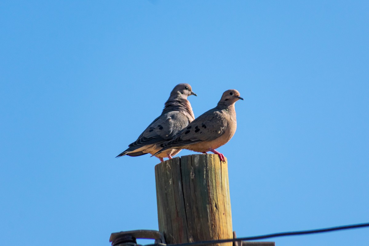 Eared Dove - ML638259166
