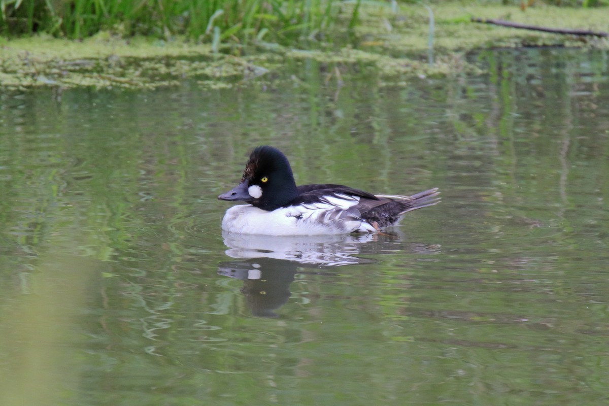 Common Goldeneye - ML638259174