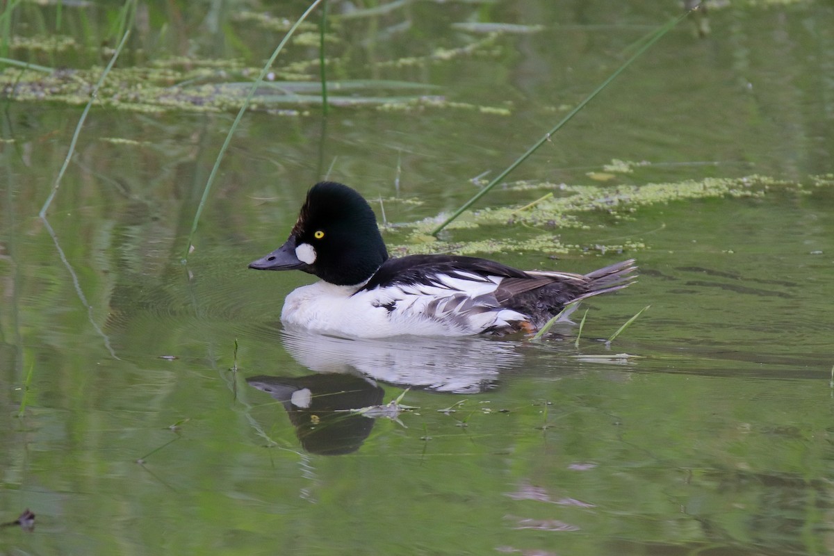 Common Goldeneye - ML638259187