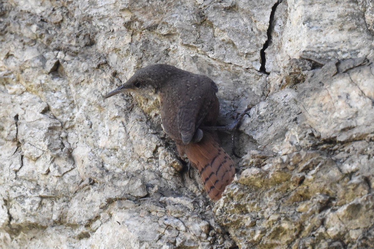 Canyon Wren - ML638259200