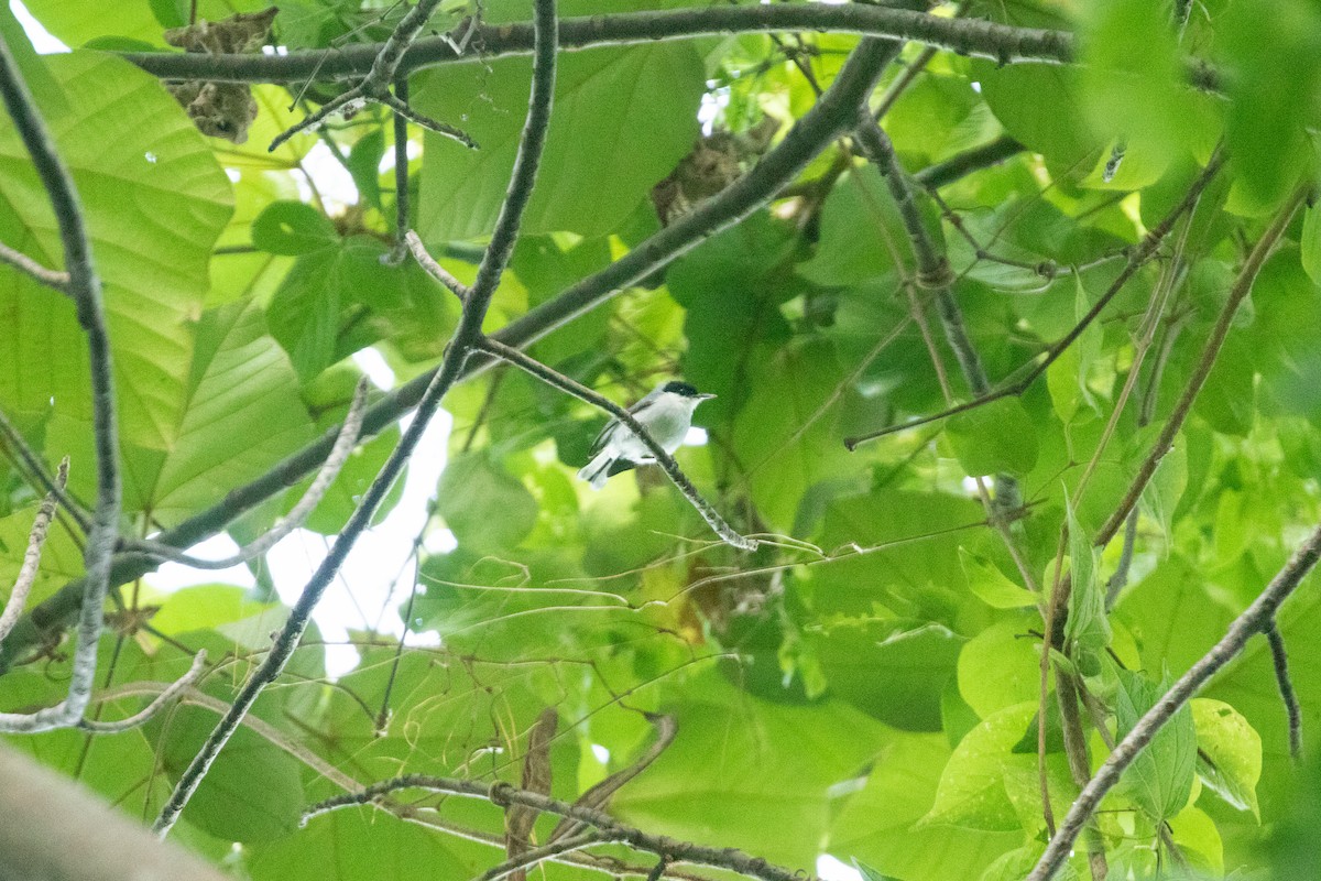 White-lored Gnatcatcher - ML638259203