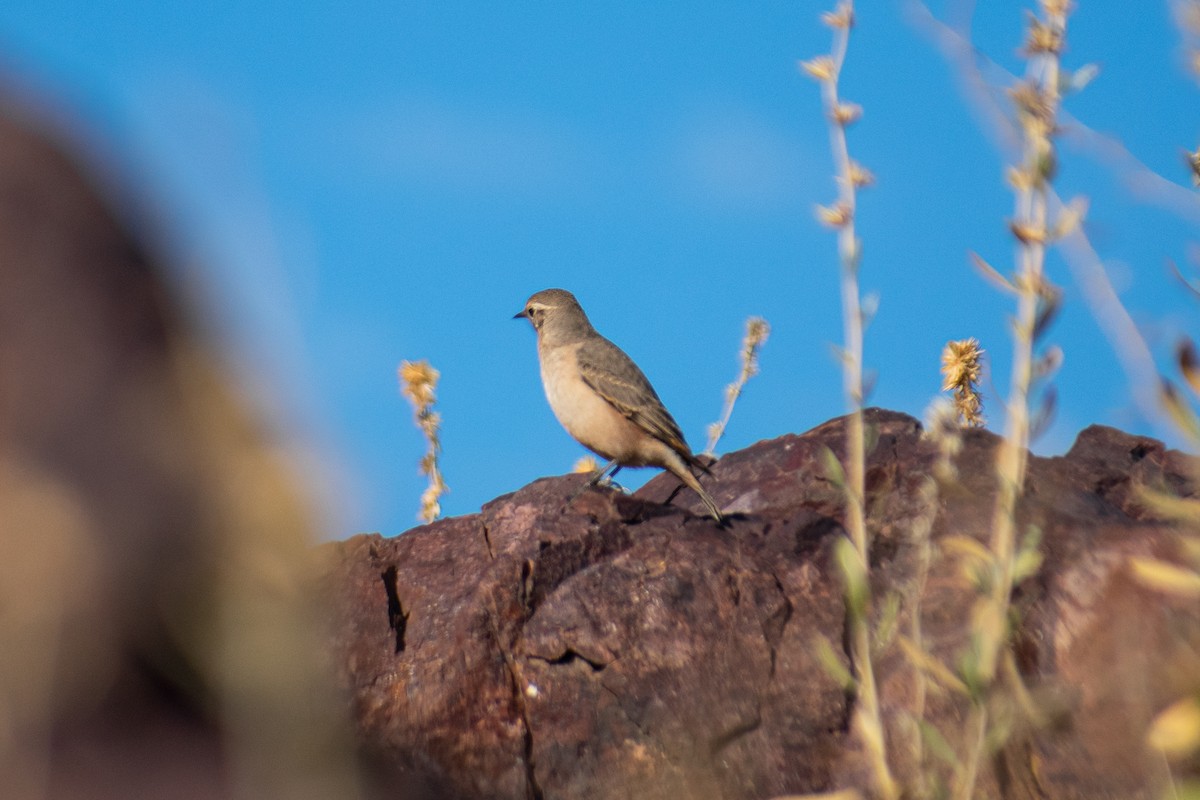 Rufous-banded Miner - ML638259222