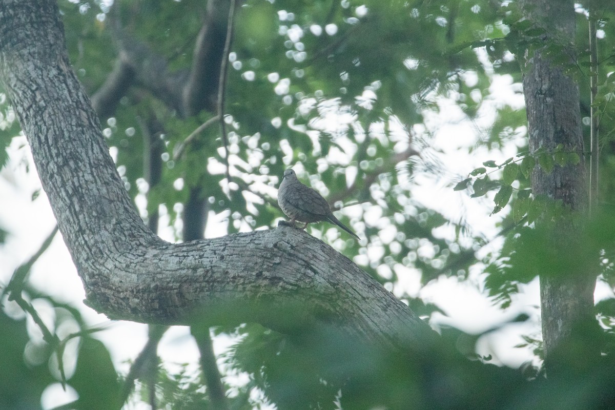 Inca Dove - ML638259225