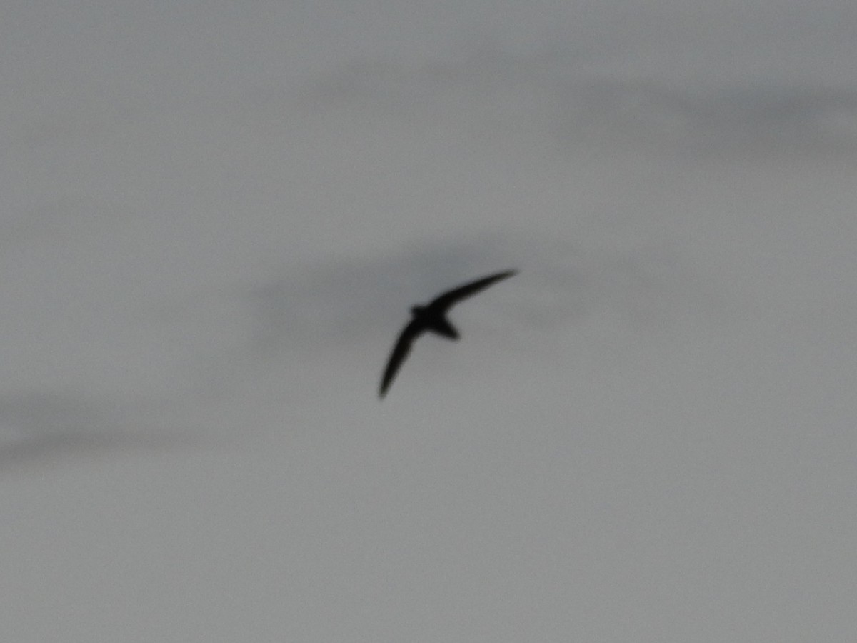 Chimney Swift - ML638259228