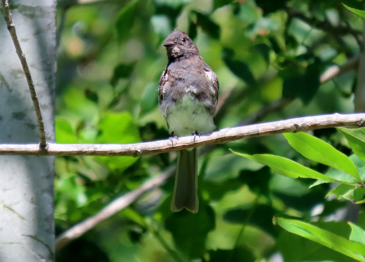 Black Phoebe - ML638259233