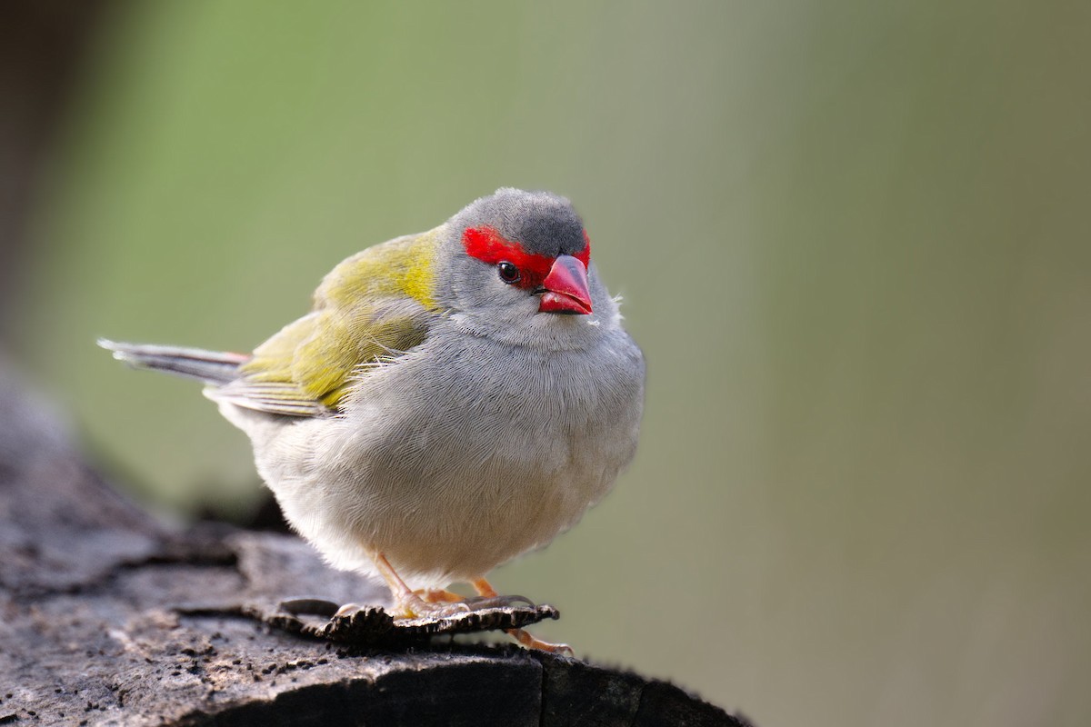Red-browed Firetail - ML638259246
