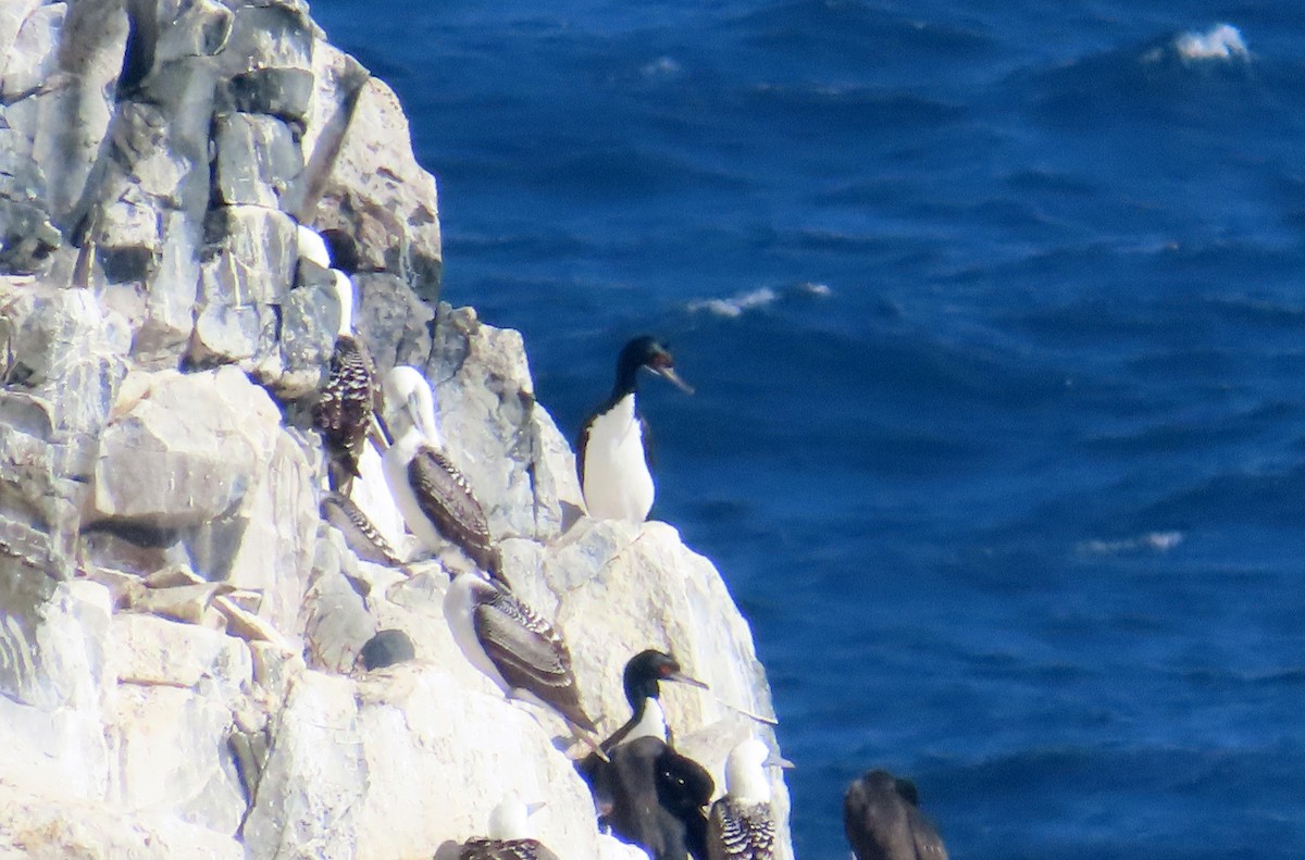 Guanay Cormorant - ML638259267