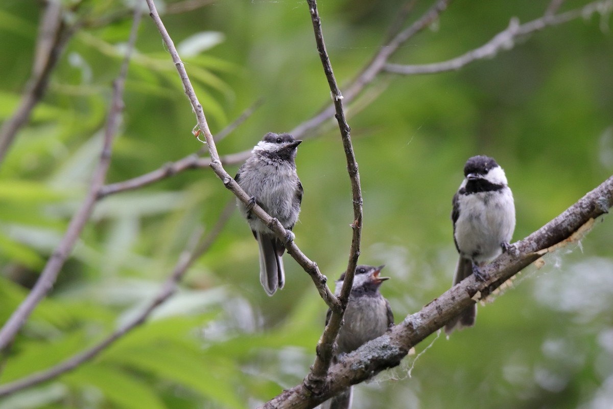 Black-capped Chickadee - ML638259268