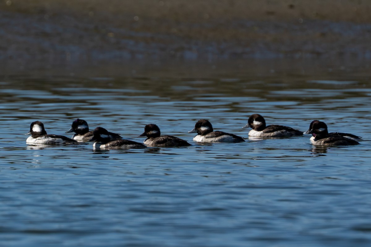 Bufflehead - ML638259272