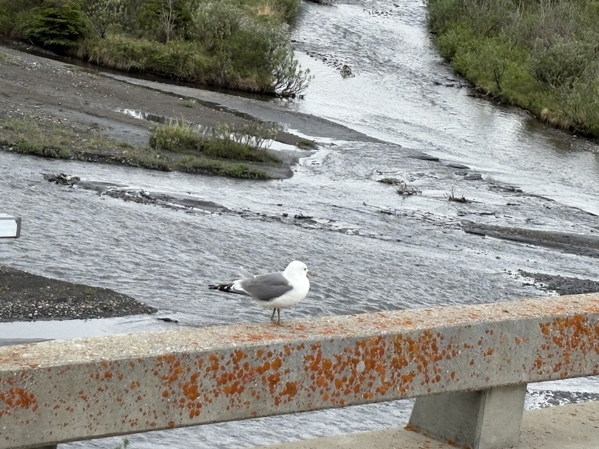 Short-billed Gull - ML638259290