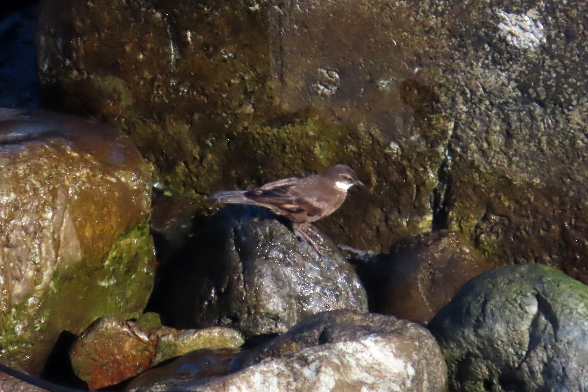 Seaside Cinclodes - ML638259303